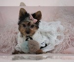 Small Photo #15 Yorkshire Terrier Puppy For Sale in PEMBROKE PINES, FL, USA