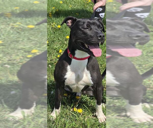 Medium Photo #3 American Pit Bull Terrier-Unknown Mix Puppy For Sale in Oskaloosa, IA, USA