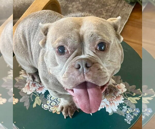 Medium Photo #1 French Bulldog-Unknown Mix Puppy For Sale in Spring Lake, NC, USA