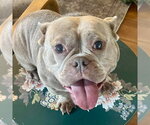 Molly - Female French Bulldog-Unknown Mix Dog for Adoption - Small photo