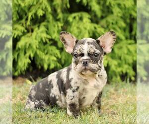 French Bulldog Puppy for sale in RONKS, PA, USA