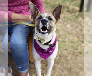 Mutt Dogs for adoption in San Antonio, TX, USA