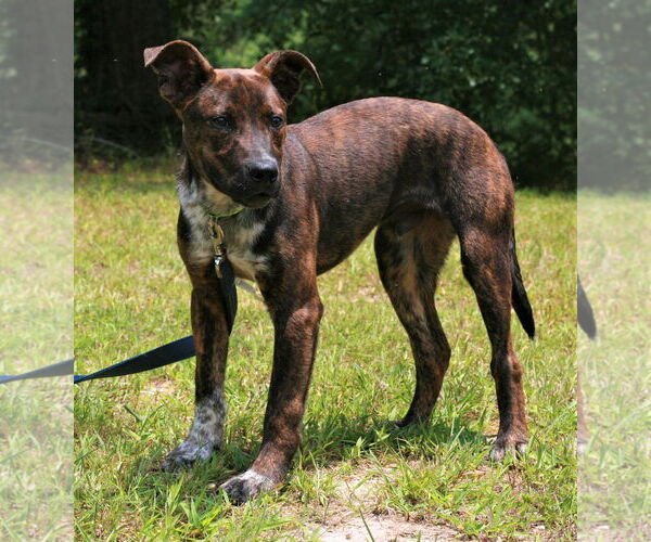 Medium Photo #4 Mountain Cur-Unknown Mix Puppy For Sale in Attalka, AL, USA