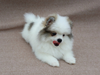 Small Photo #7 Pomeranian Puppy For Sale in WEST PALM BEACH, FL, USA