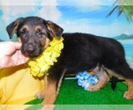 Small Photo #1 German Shepherd Dog Puppy For Sale in HAMMOND, IN, USA