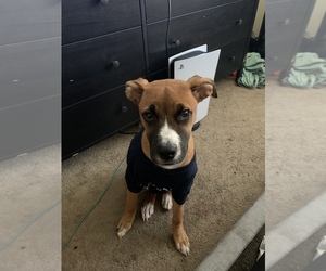 Bullboxer Pit-Rottweiler Mix Puppy for sale in CHESAPEAKE, VA, USA