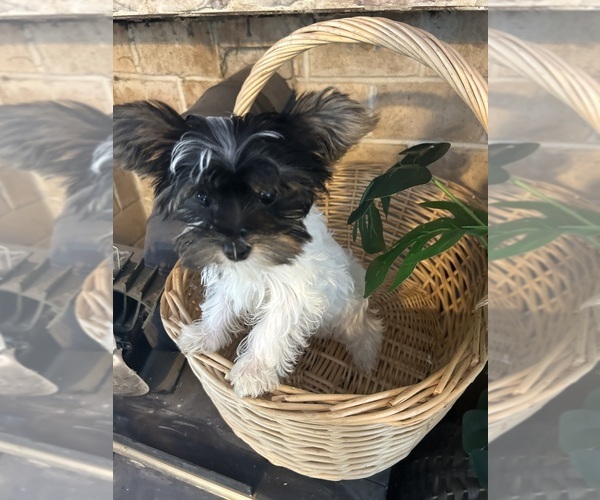 Medium Photo #8 Yorkshire Terrier Puppy For Sale in BRIDGETON, NJ, USA