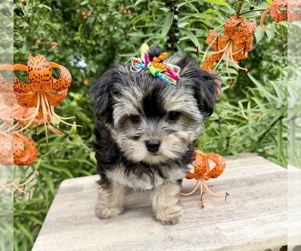 Medium Photo #3 Morkie Puppy For Sale in CASSVILLE, MO, USA
