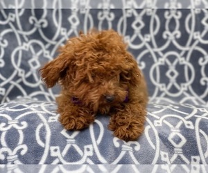 Poodle (Miniature) Puppy for sale in LAKELAND, FL, USA