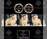 Small #1 Pomeranian