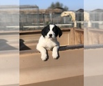 Puppy Dairy Australian Shepherd-Saint Bernard Mix