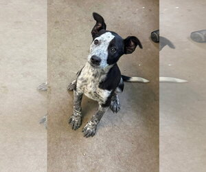 Mutt Dogs for adoption in Oakhurst, NJ, USA