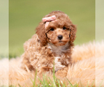 Puppy Fifi AKC Poodle (Miniature)