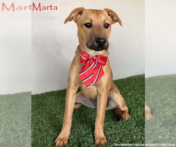 Medium Photo #1 Black Mouth Cur-Unknown Mix Puppy For Sale in San Diego, CA, USA