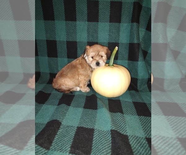 Medium Photo #9 Morkie Puppy For Sale in LAPEER, MI, USA
