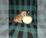 Small #8 Morkie