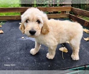 Goldendoodle Puppy for sale in LEON, KS, USA