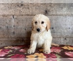 Small Photo #12 Goldendoodle Puppy For Sale in VERMONTVILLE, MI, USA