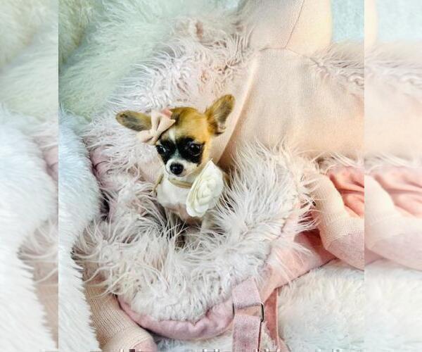 Medium Photo #1 Chihuahua Puppy For Sale in DACULA, GA, USA