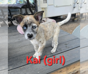 Australian Shepherd-Unknown Mix Dogs for adoption in Williamsburg, NM, USA