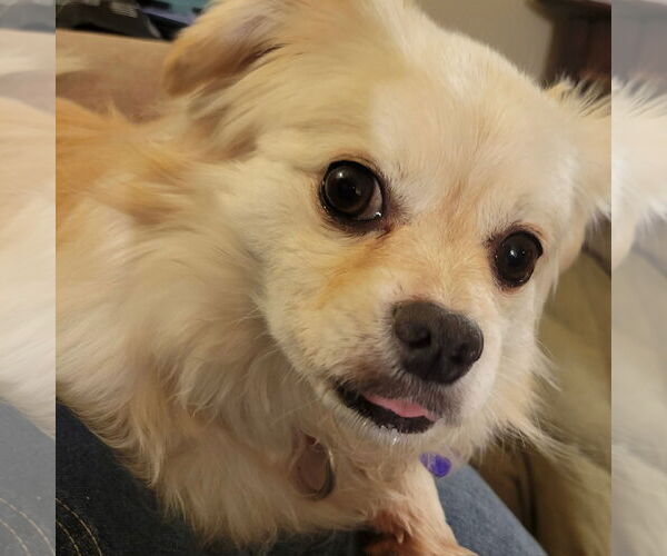 Medium Photo #2 Pekingese-Unknown Mix Puppy For Sale in Fargo, ND, USA