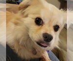 Small #1 Pekingese Mix