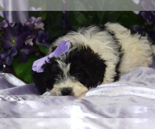 Medium Photo #1 Maltipoo Puppy For Sale in BARNESVILLE, KS, USA