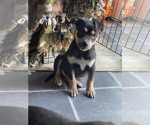 German Shepherd Dog-Huskies  Mix Dogs for adoption in Princeton, MN, USA