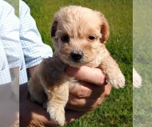 Cavapoo Puppy for sale in ANDERSON, IN, USA