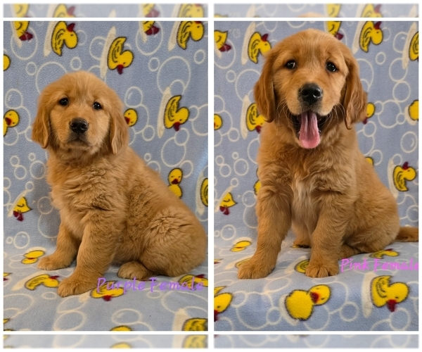 Medium Photo #1 Golden Retriever Puppy For Sale in MOUNT GILEAD, NC, USA
