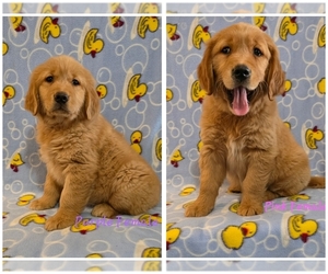 Golden Retriever Puppy for sale in MOUNT GILEAD, NC, USA