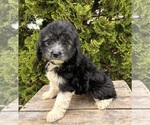 Small #2 Cockapoo