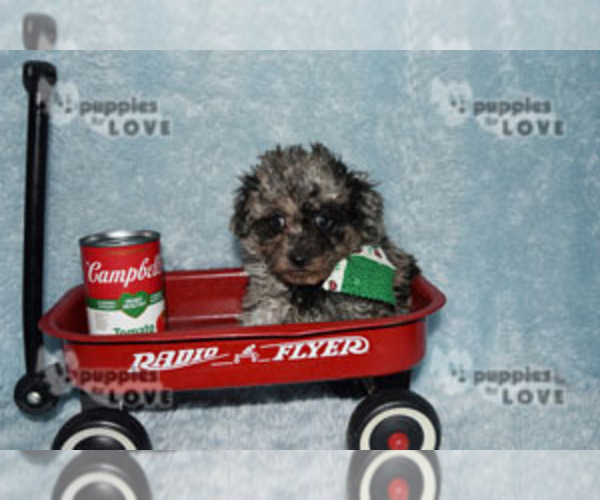 Medium Photo #15 Poodle (Toy) Puppy For Sale in SANGER, TX, USA