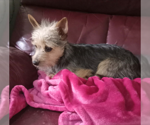 Medium Photo #4 Mutt Puppy For Sale in Cranston, RI, USA