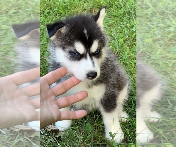 Medium Photo #6 Siberian Husky Puppy For Sale in MORGANTOWN, IN, USA