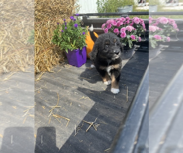 Medium Photo #1 Aussiedoodle Puppy For Sale in RUSSELL, IA, USA