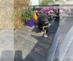 Small Photo #1 Aussiedoodle Puppy For Sale in RUSSELL, IA, USA