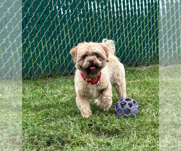 Medium Photo #2 Shih Tzu Puppy For Sale in South Bend, IN, USA