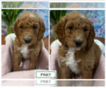 Puppy Pinky Goldendoodle
