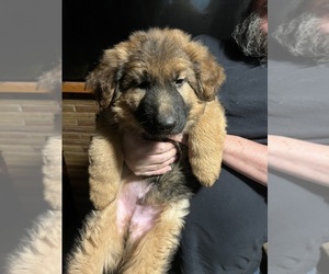 German Shepherd Dog Puppy for sale in CHEMULT, OR, USA