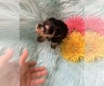 Small Photo #8 Yorkshire Terrier Puppy For Sale in LA SIERRA, CA, USA