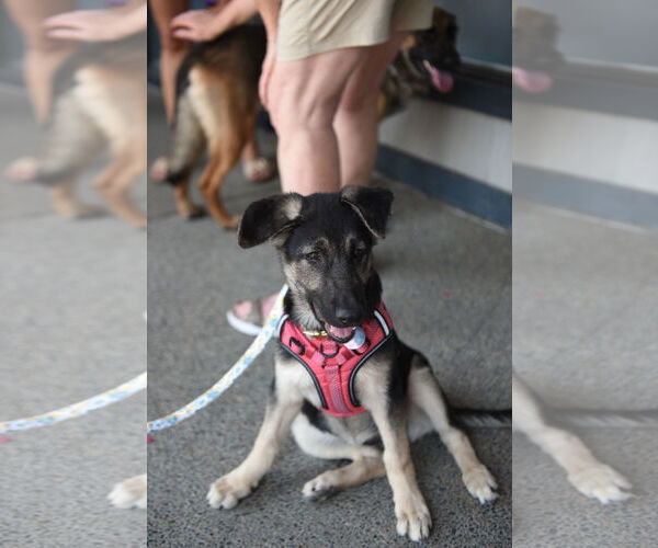 Medium Photo #1 German Shepherd Dog Puppy For Sale in Modesto, CA, USA