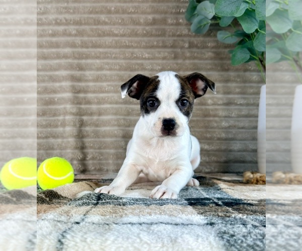 Medium Photo #2 Brat Puppy For Sale in GREENFIELD, IN, USA