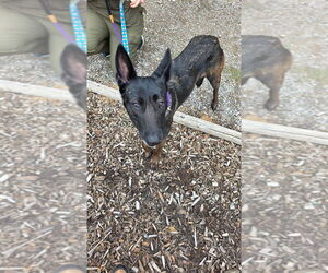 Mutt Dogs for adoption in Imlay City, MI, USA