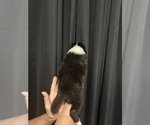 Small #2 Australian Shepherd