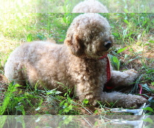 Mother of the Goldendoodle (Miniature) puppies born on 03/25/2023