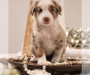 Australian Shepherd Puppy for sale in ABBEVILLE, SC, USA