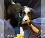 Puppy Ranger Border Collie