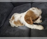 Small Photo #5 Cavalier King Charles Spaniel Puppy For Sale in SAINT PETERSBURG, FL, USA