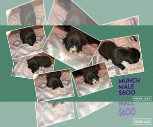 Boxer Puppy for sale in BISMARCK, AR, USA